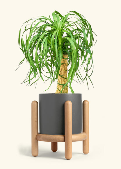 Ponytail Palm in a 10 inches Charcoal Classic Cylinder Planter in a Beech Wood Stand