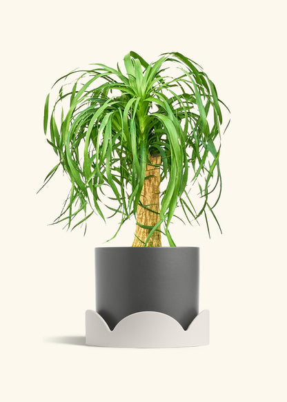 Ponytail Palm in a 10 inches Charcoal Classic Cylinder Planter in a Oat Petal Drip Tray