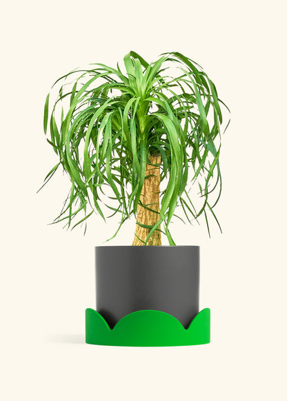 Ponytail Palm in a 10 inches Charcoal Classic Cylinder Planter in a Shamrock Petal Drip Tray