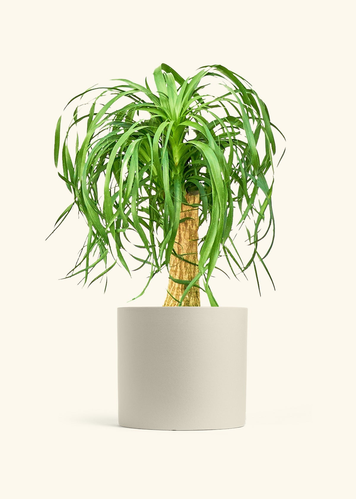 Ponytail Palm in a 10 inches Oat Classic Cylinder Planter 