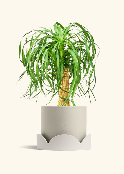 Ponytail Palm in a 10 inches Oat Classic Cylinder Planter in a Oat Petal Drip Tray