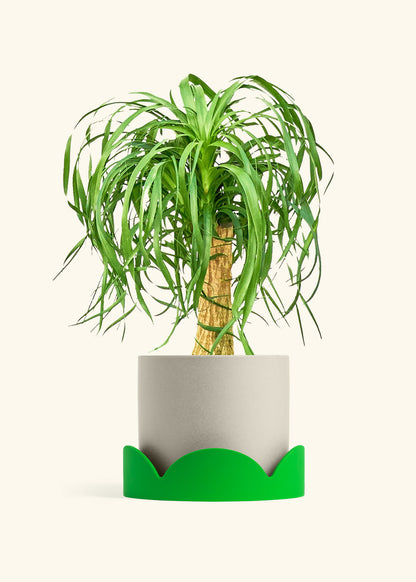 Ponytail Palm in a 10 inches Oat Classic Cylinder Planter in a Shamrock Petal Drip Tray