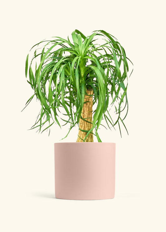 Ponytail Palm in a 10 inches Pink Classic Cylinder Planter 