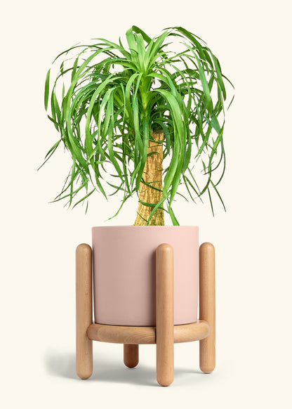 Ponytail Palm in a 10 inches Pink Classic Cylinder Planter in a Beech Wood Stand