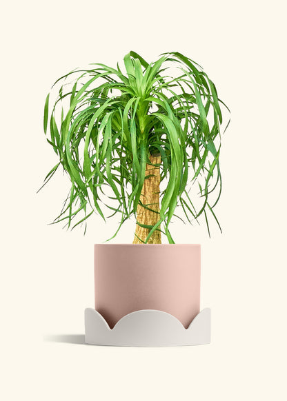 Ponytail Palm in a 10 inches Pink Classic Cylinder Planter in a Oat Petal Drip Tray