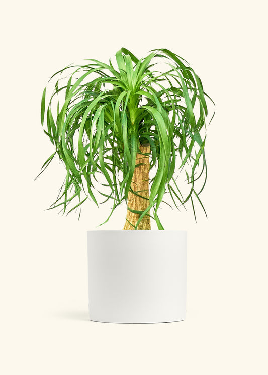 Ponytail Palm in a 10 inches White Classic Cylinder Planter 