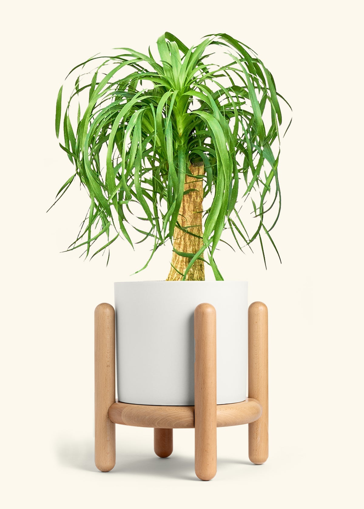 Ponytail Palm in a 10 inches White Classic Cylinder Planter in a Beech Wood Stand