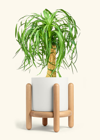 Ponytail Palm in a 10 inches White Classic Cylinder Planter in a Beech Wood Stand