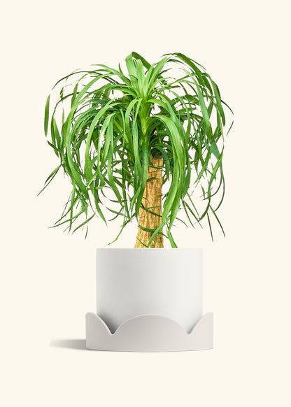 Ponytail Palm in a 10 inches White Classic Cylinder Planter in a Oat Petal Drip Tray