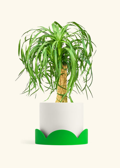 Ponytail Palm in a 10 inches White Classic Cylinder Planter in a Shamrock Petal Drip Tray