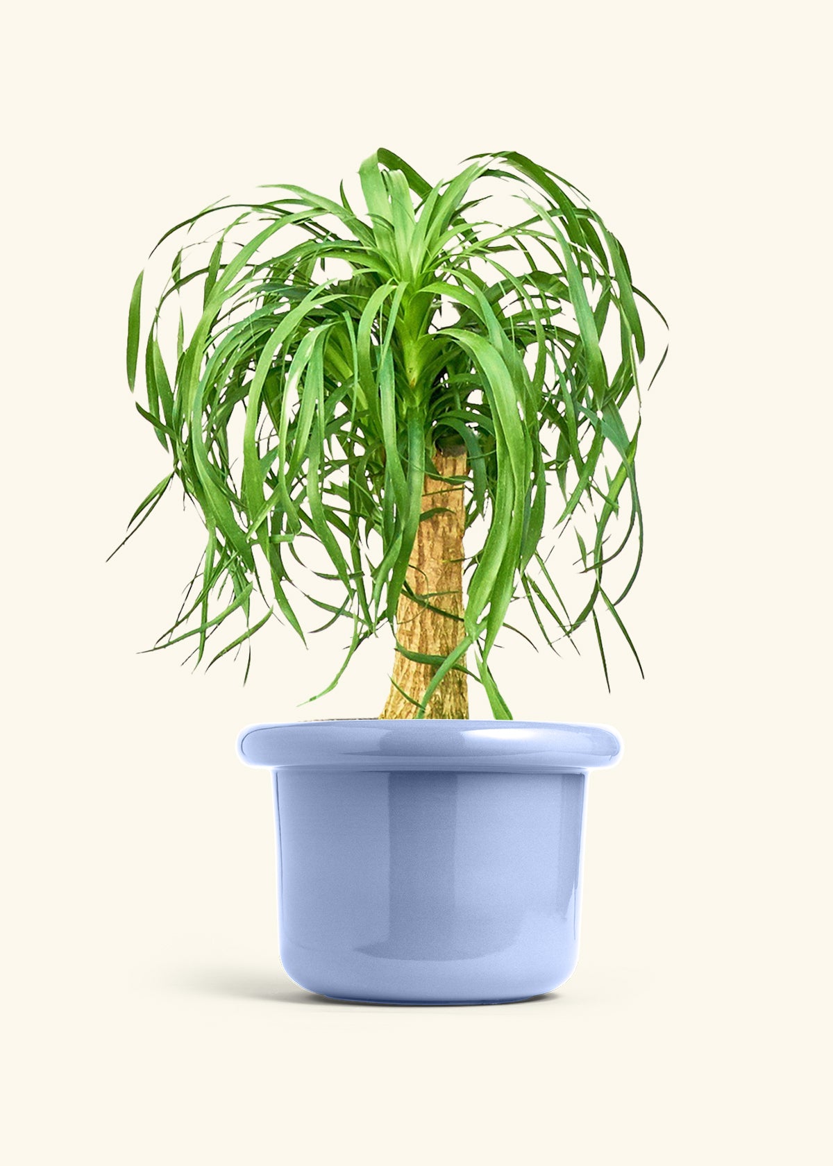 Ponytail Palm in a 10 inches Fat Lip Blue Planter 