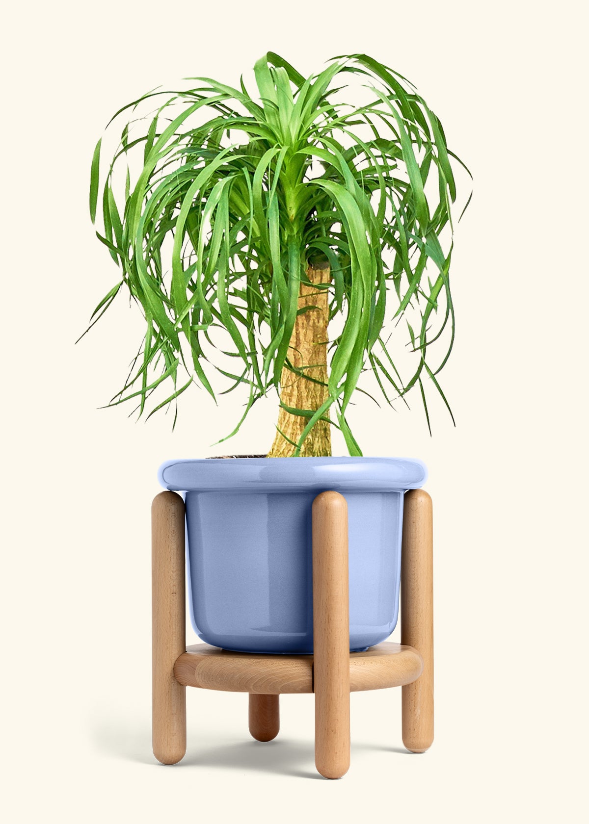 Ponytail Palm in a 10 inches Fat Lip Blue Planter in a Beech Wood Stand