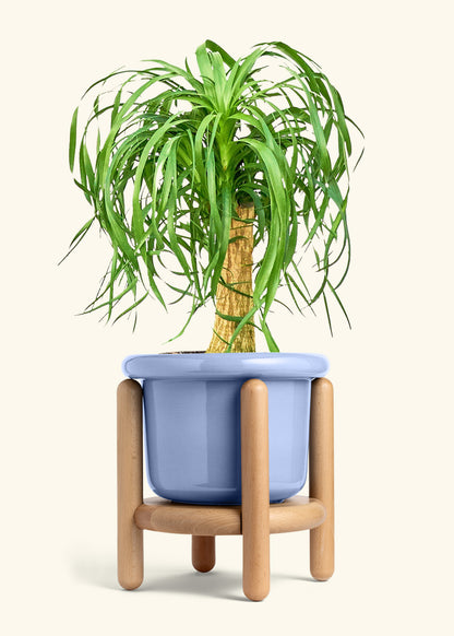 Ponytail Palm in a 10 inches Fat Lip Blue Planter in a Beech Wood Stand