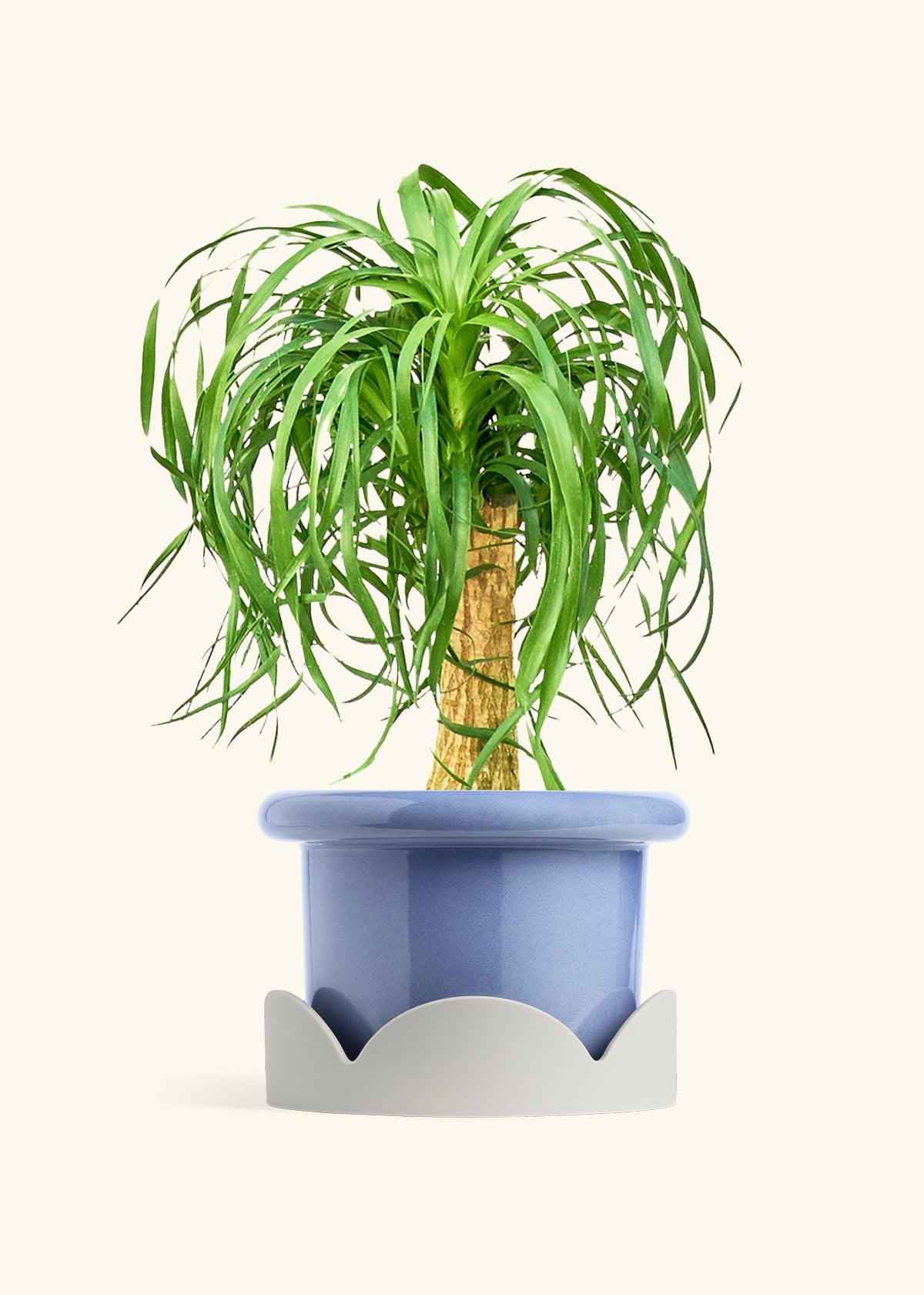 Ponytail Palm in a 10 inches Fat Lip Blue Planter in a Oat Petal Drip Tray