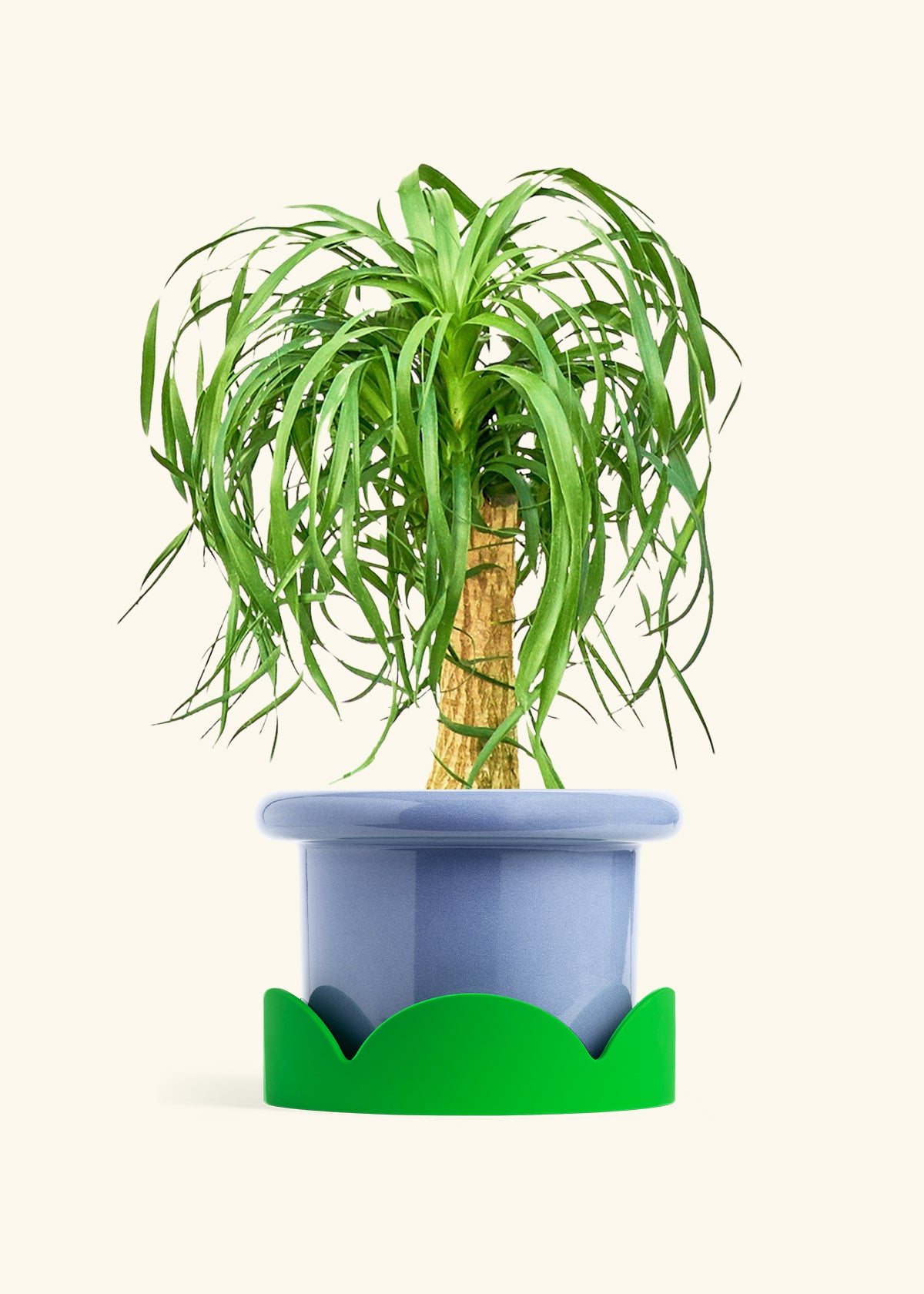 Ponytail Palm in a 10 inches Fat Lip Blue Planter in a Shamrock Petal Drip Tray