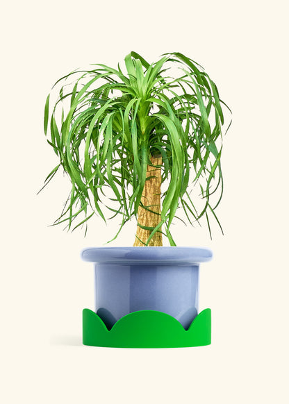 Ponytail Palm in a 10 inches Fat Lip Blue Planter in a Shamrock Petal Drip Tray
