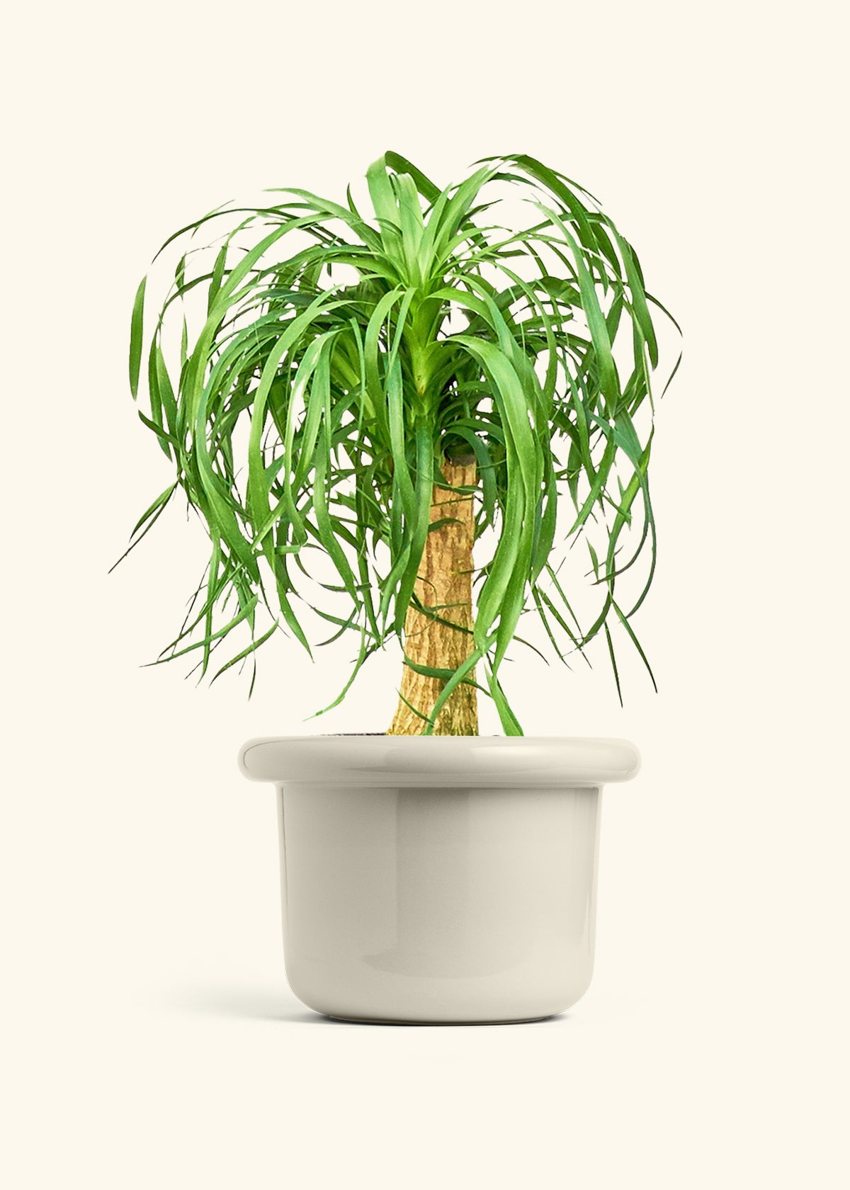 Ponytail Palm in a 10 inches Fat Lip Oat Planter 