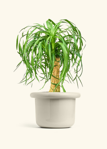 Ponytail Palm in a 10 inches Fat Lip Oat Planter 
