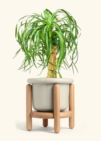 Ponytail Palm in a 10 inches Fat Lip Oat Planter in a Beech Wood Stand