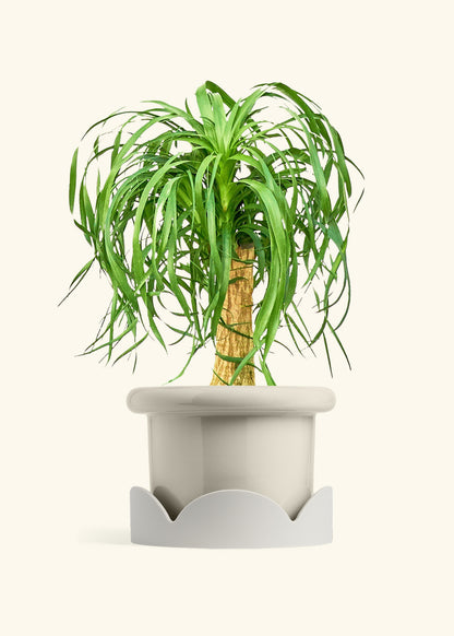 Ponytail Palm in a 10 inches Fat Lip Oat Planter in a Oat Petal Drip Tray