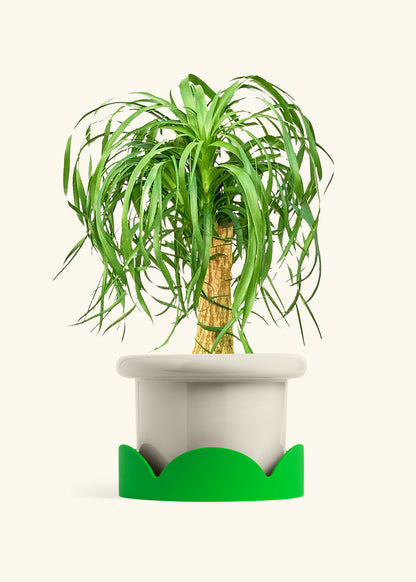 Ponytail Palm in a 10 inches Fat Lip Oat Planter in a Shamrock Petal Drip Tray