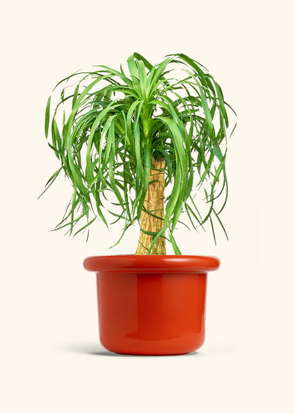 Ponytail Palm in a 10 inches Fat Lip Red Planter 