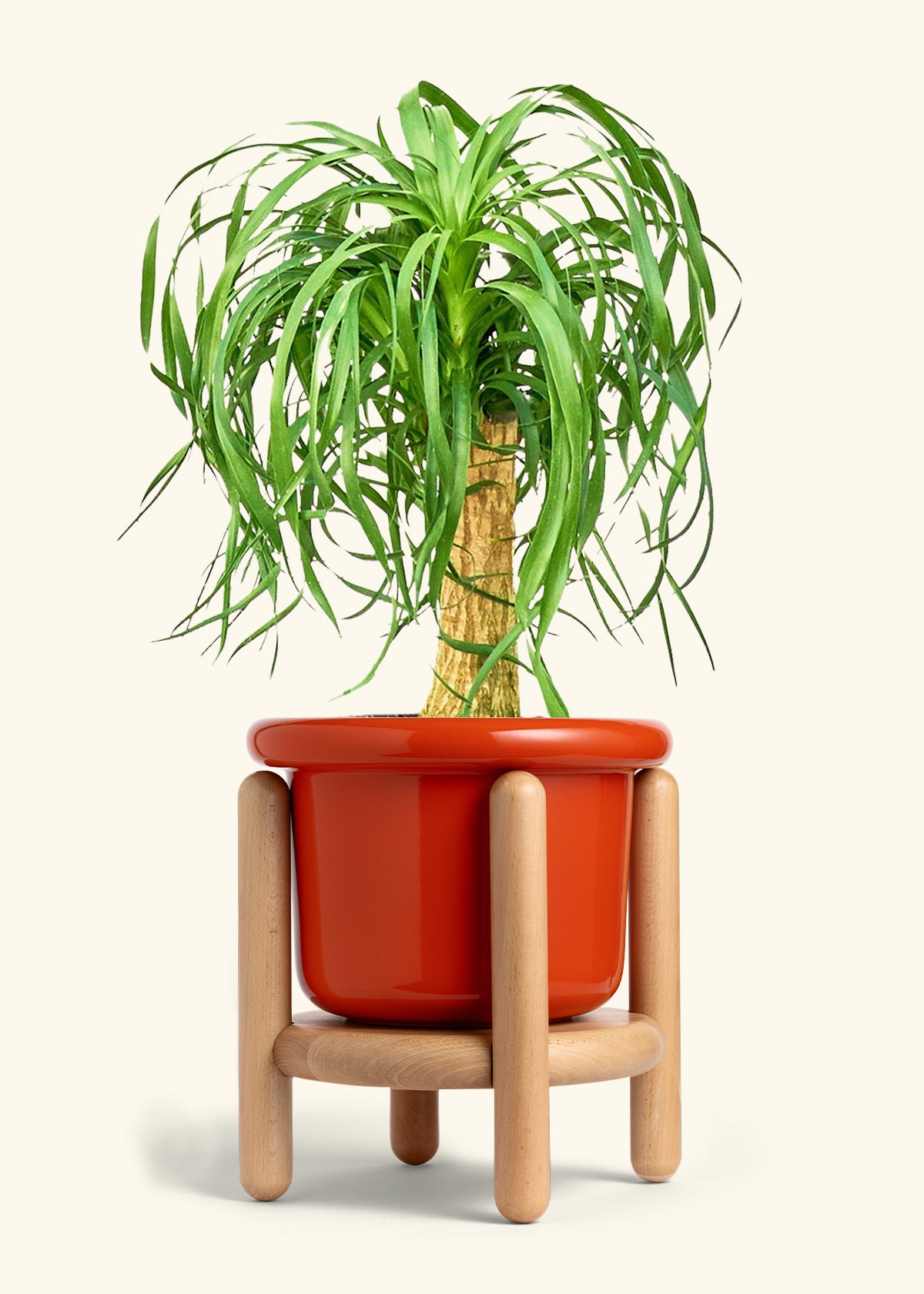 Ponytail Palm in a 10 inches Fat Lip Red Planter in a Beech Wood Stand