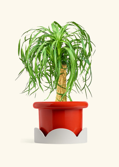 Ponytail Palm in a 10 inches Fat Lip Red Planter in a Oat Petal Drip Tray