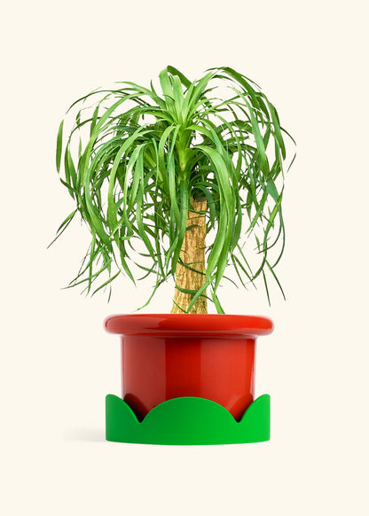 Ponytail Palm in a 10 inches Fat Lip Red Planter in a Shamrock Petal Drip Tray