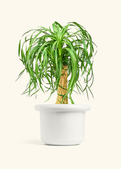 Ponytail Palm in a 10 inches Fat Lip White Planter 