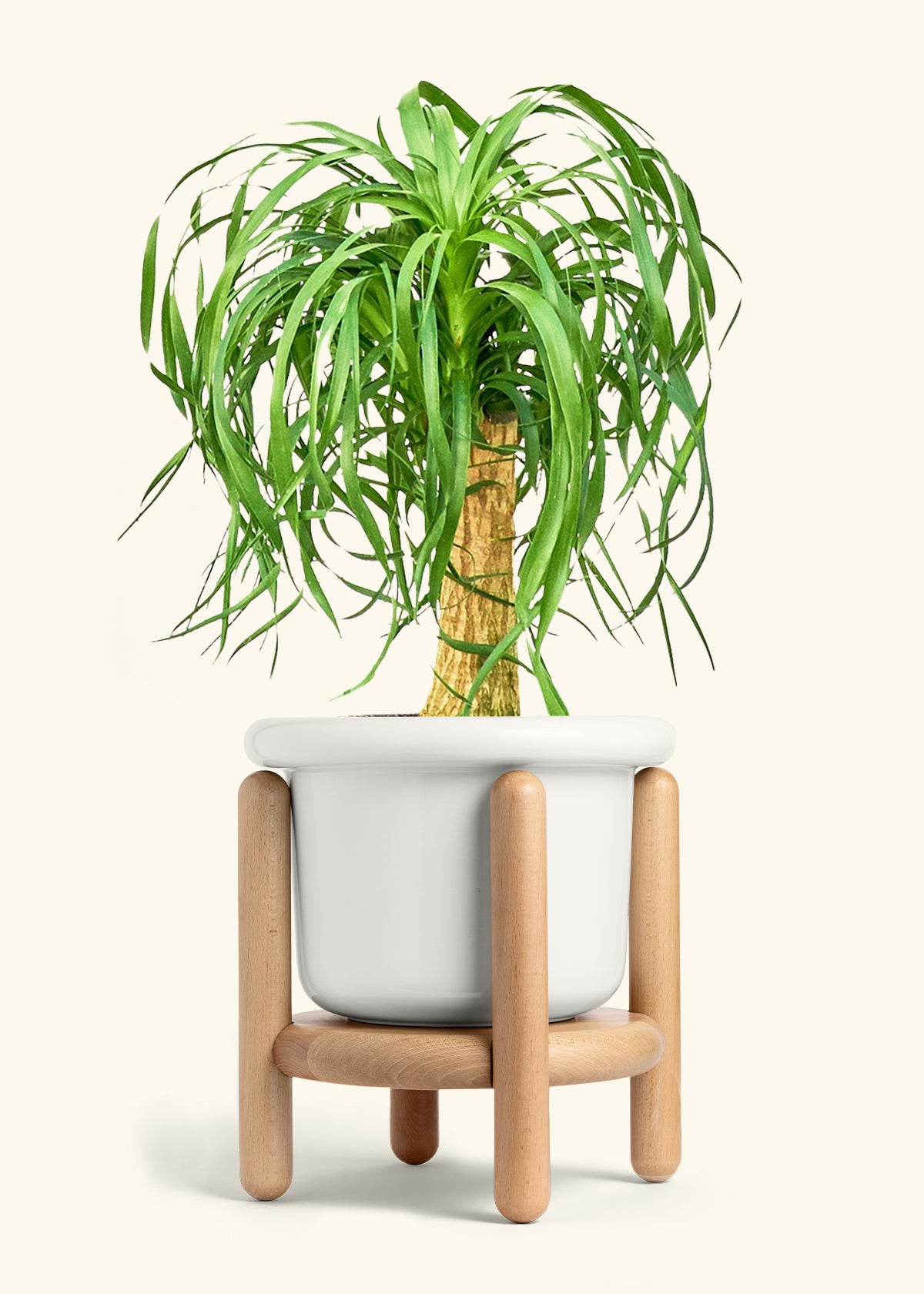 Ponytail Palm in a 10 inches Fat Lip White Planter in a Beech Wood Stand