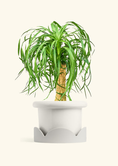 Ponytail Palm in a 10 inches Fat Lip White Planter in a Oat Petal Drip Tray