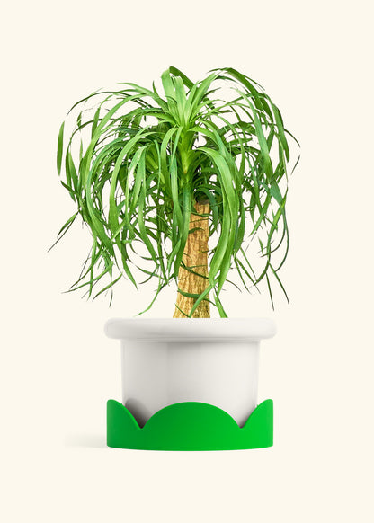Ponytail Palm in a 10 inches Fat Lip White Planter in a Shamrock Petal Drip Tray