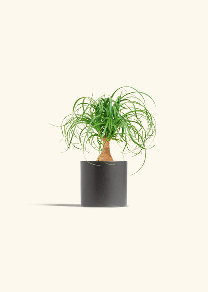 Ponytail Palm in a 4 inches Charcoal Classic Cylinder Planter 