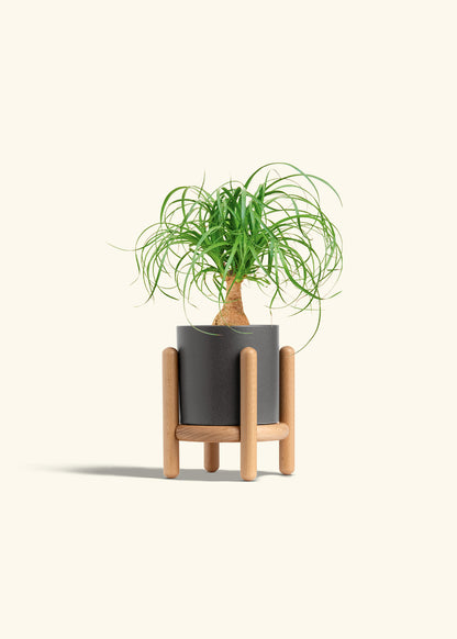 Ponytail Palm in a 4 inches Charcoal Classic Cylinder Planter in a Beech Wood Stand