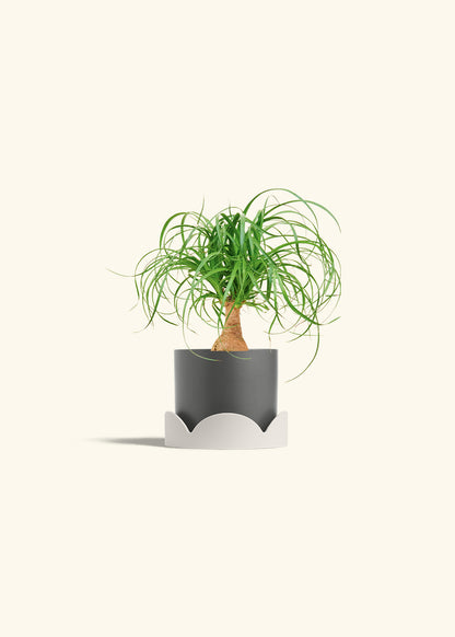 Ponytail Palm in a 4 inches Charcoal Classic Cylinder Planter in a Oat Petal Drip Tray