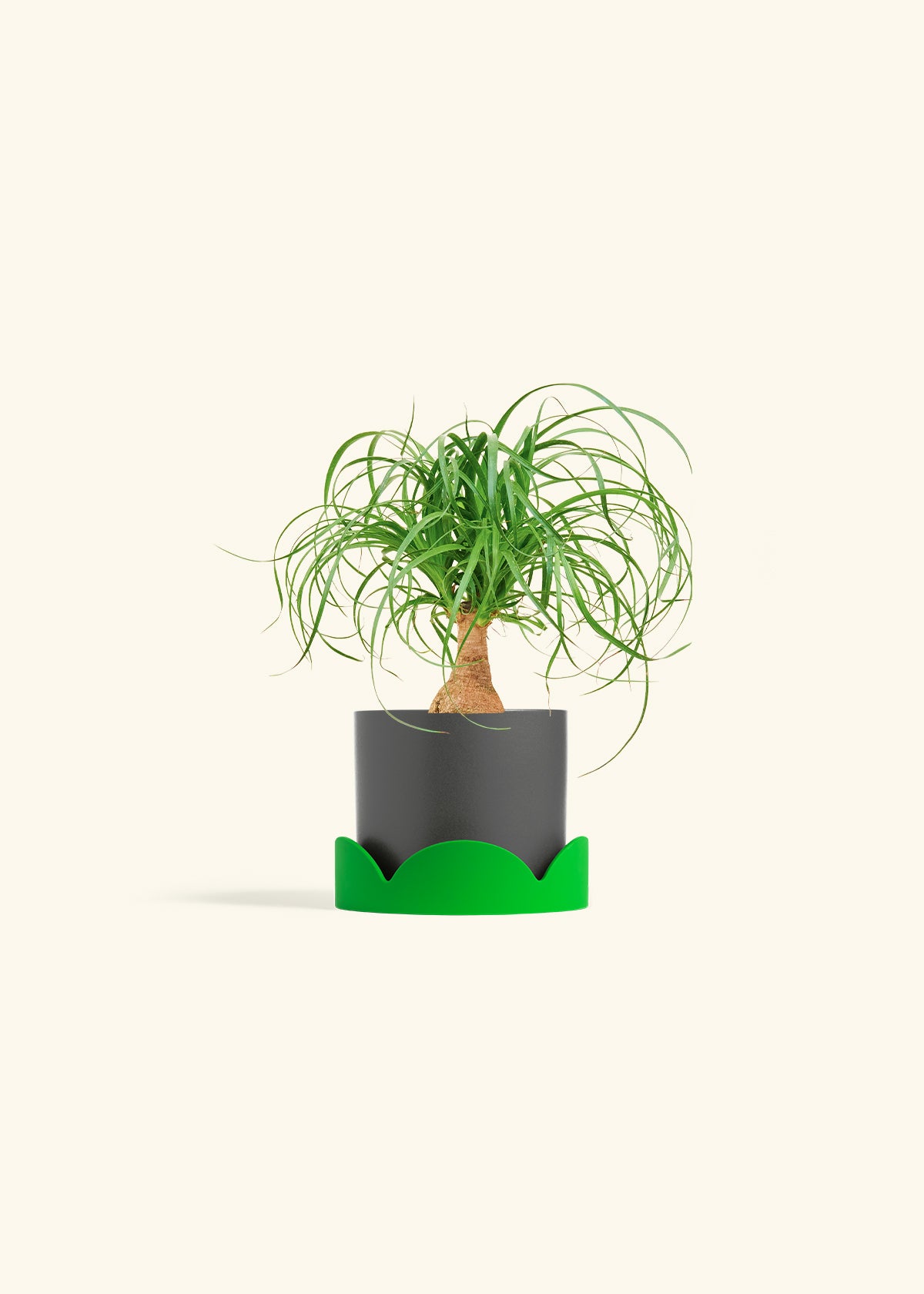 Ponytail Palm in a 4 inches Charcoal Classic Cylinder Planter in a Shamrock Petal Drip Tray