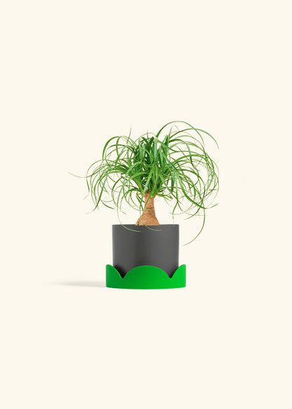 Ponytail Palm in a 4 inches Charcoal Classic Cylinder Planter in a Shamrock Petal Drip Tray