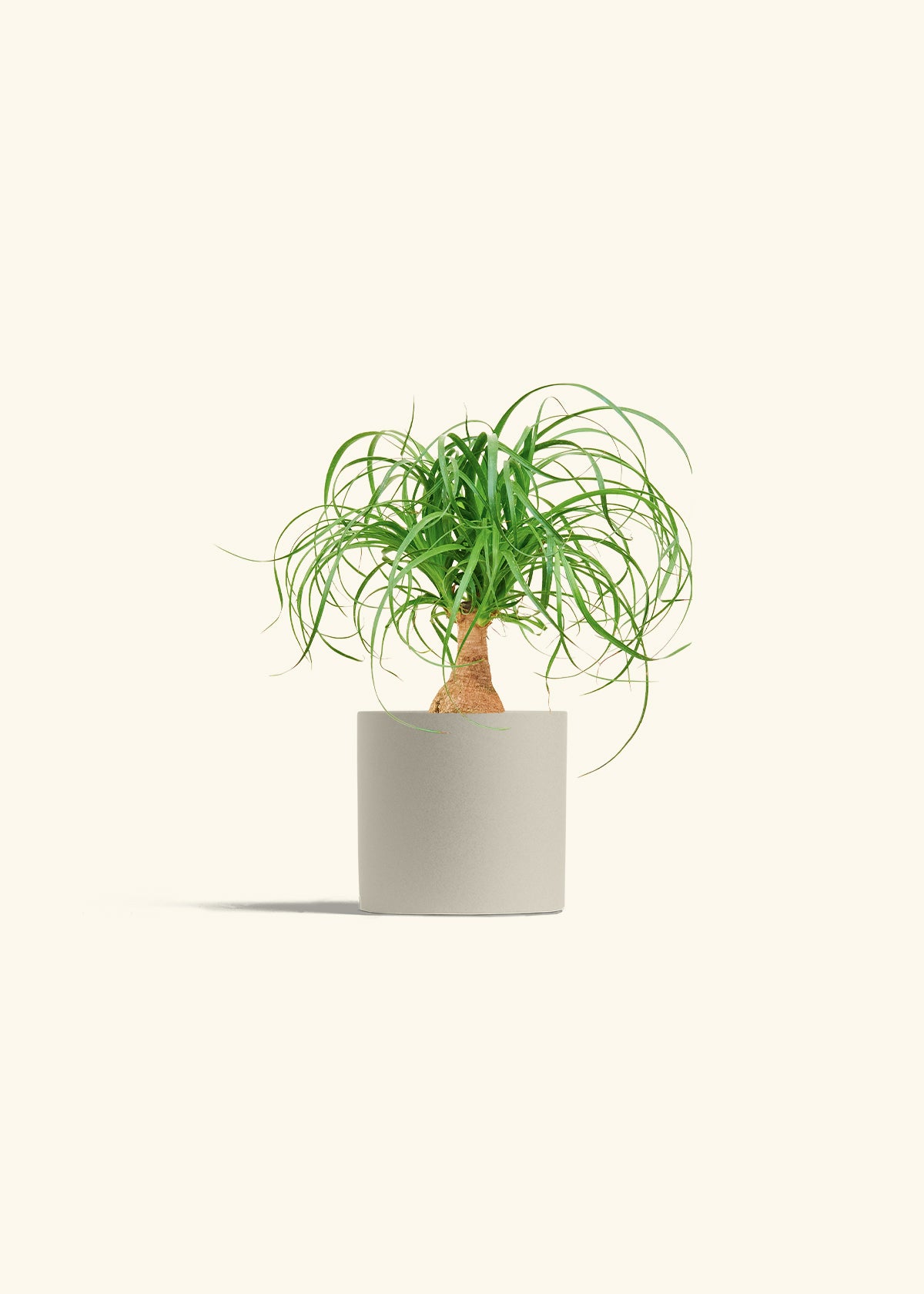 Ponytail Palm in a 4 inches Oat Classic Cylinder Planter 