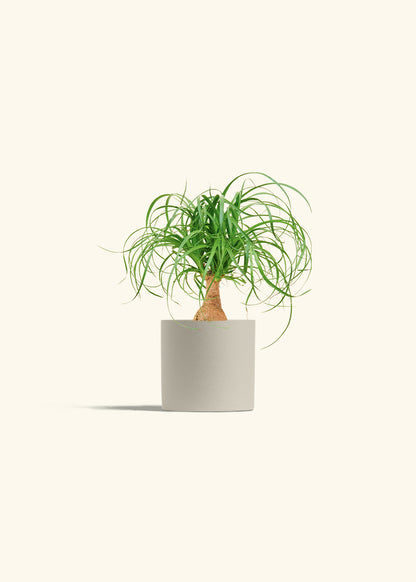 Ponytail Palm in a 4 inches Oat Classic Cylinder Planter 