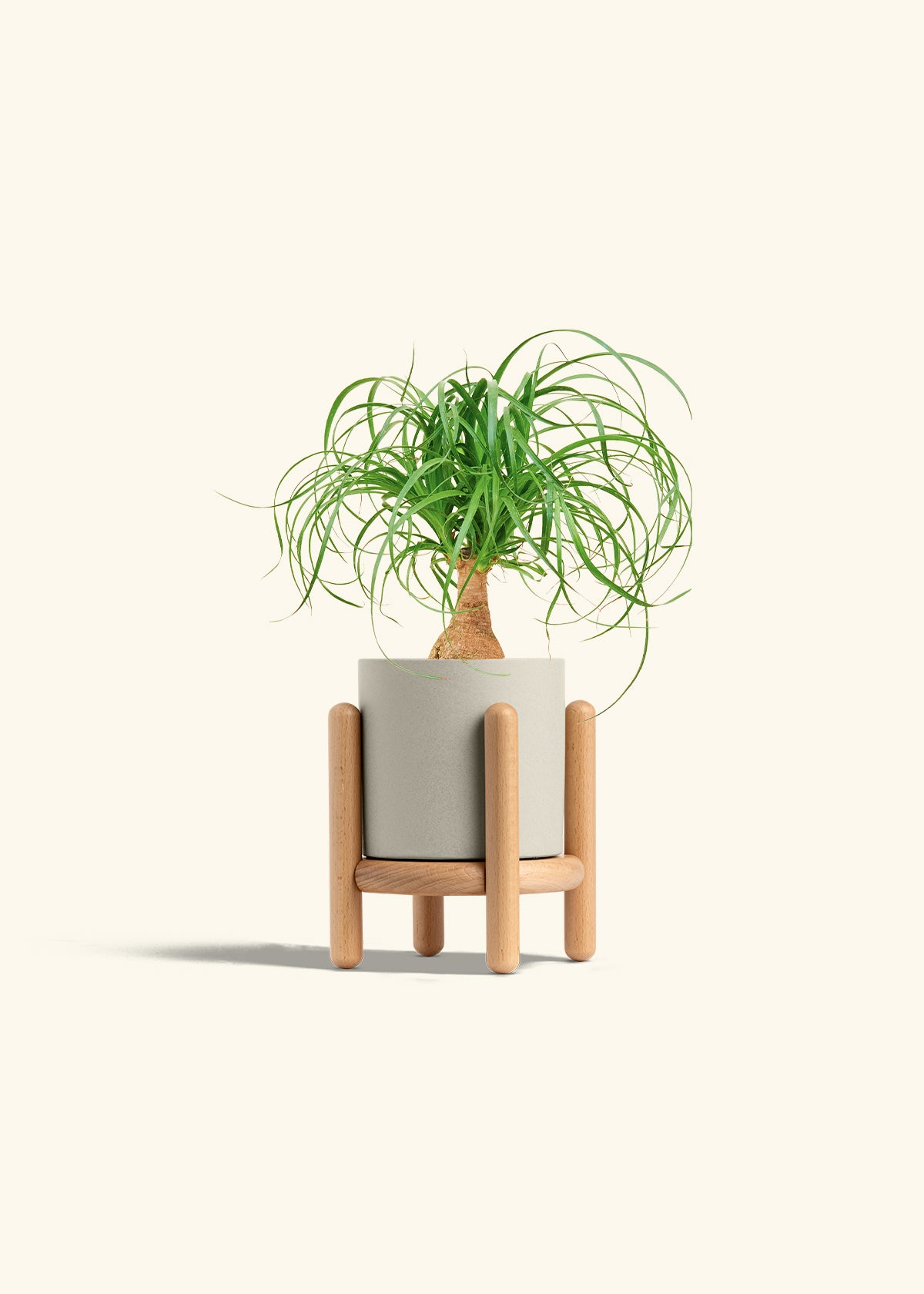 Ponytail Palm in a 4 inches Oat Classic Cylinder Planter in a Beech Wood Stand