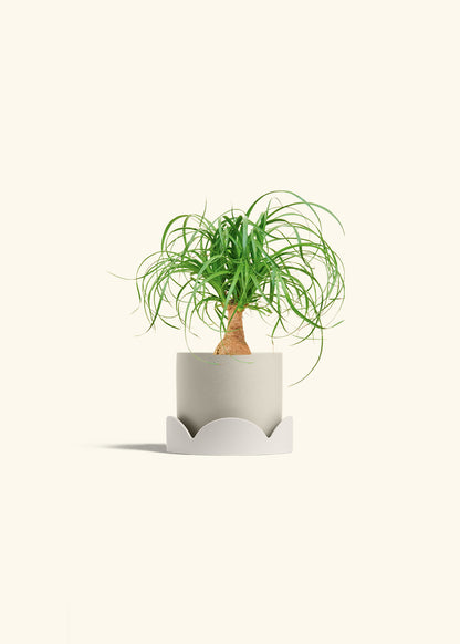 Ponytail Palm in a 4 inches Oat Classic Cylinder Planter in a Oat Petal Drip Tray