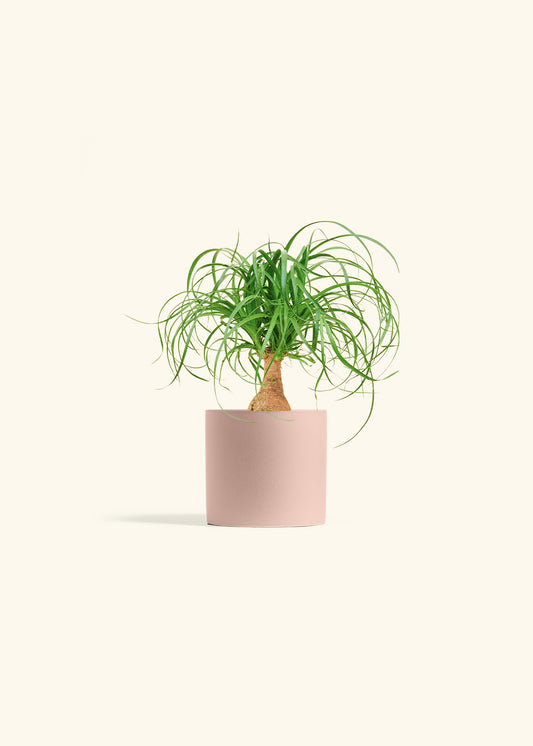 Ponytail Palm in a 4 inches Pink Classic Cylinder Planter 