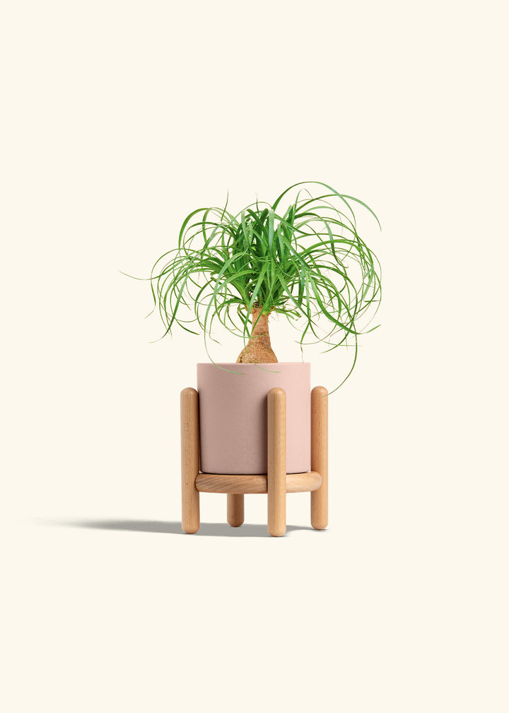 Ponytail Palm in a 4 inches Pink Classic Cylinder Planter in a Beech Wood Stand