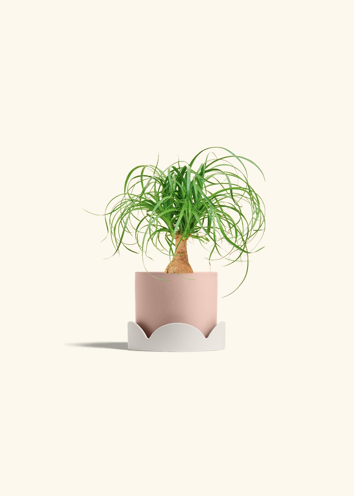 ponytail palm soil mix Ponytail Palm for Sale – Hey Rooted