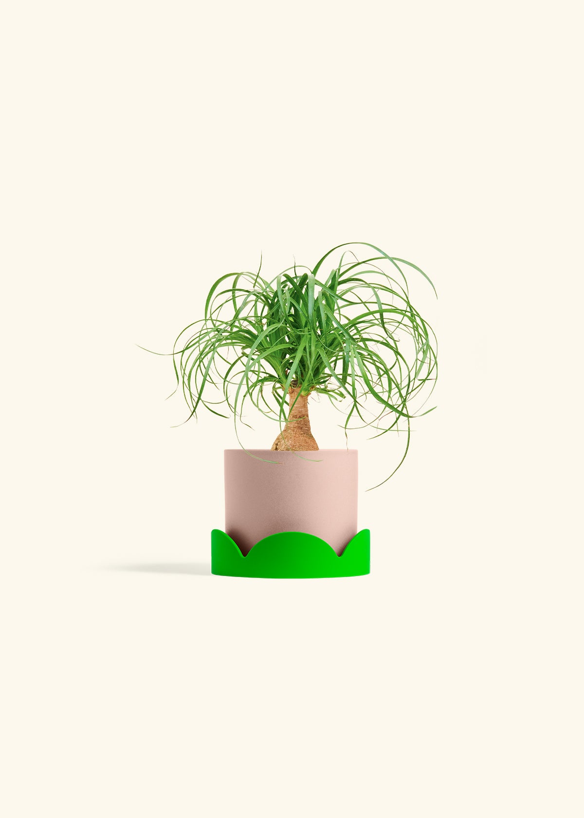 Ponytail Palm in a 4 inches Pink Classic Cylinder Planter in a Shamrock Petal Drip Tray