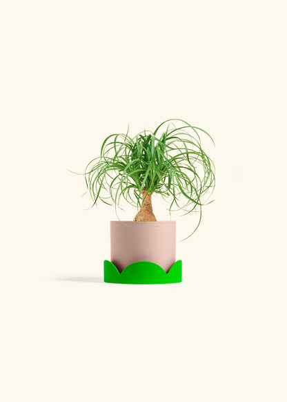 Ponytail Palm in a 4 inches Pink Classic Cylinder Planter in a Shamrock Petal Drip Tray