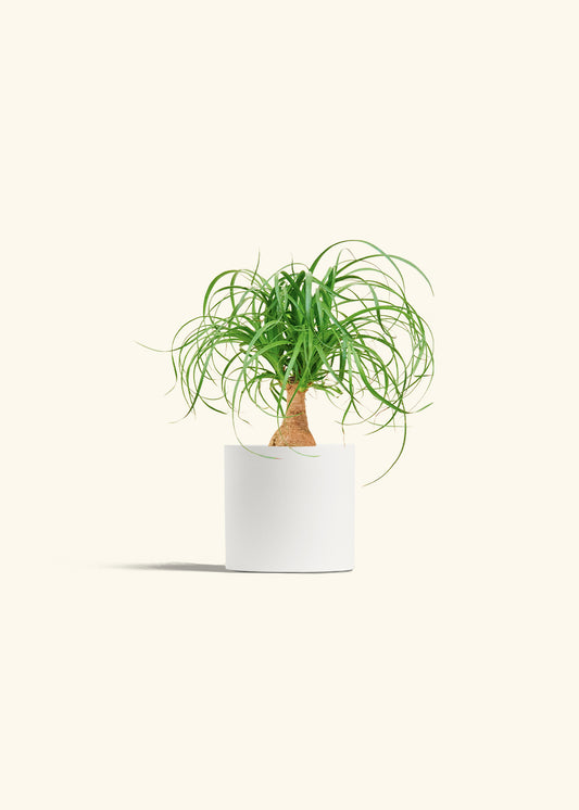 Ponytail Palm in a 4 inches White Classic Cylinder Planter 
