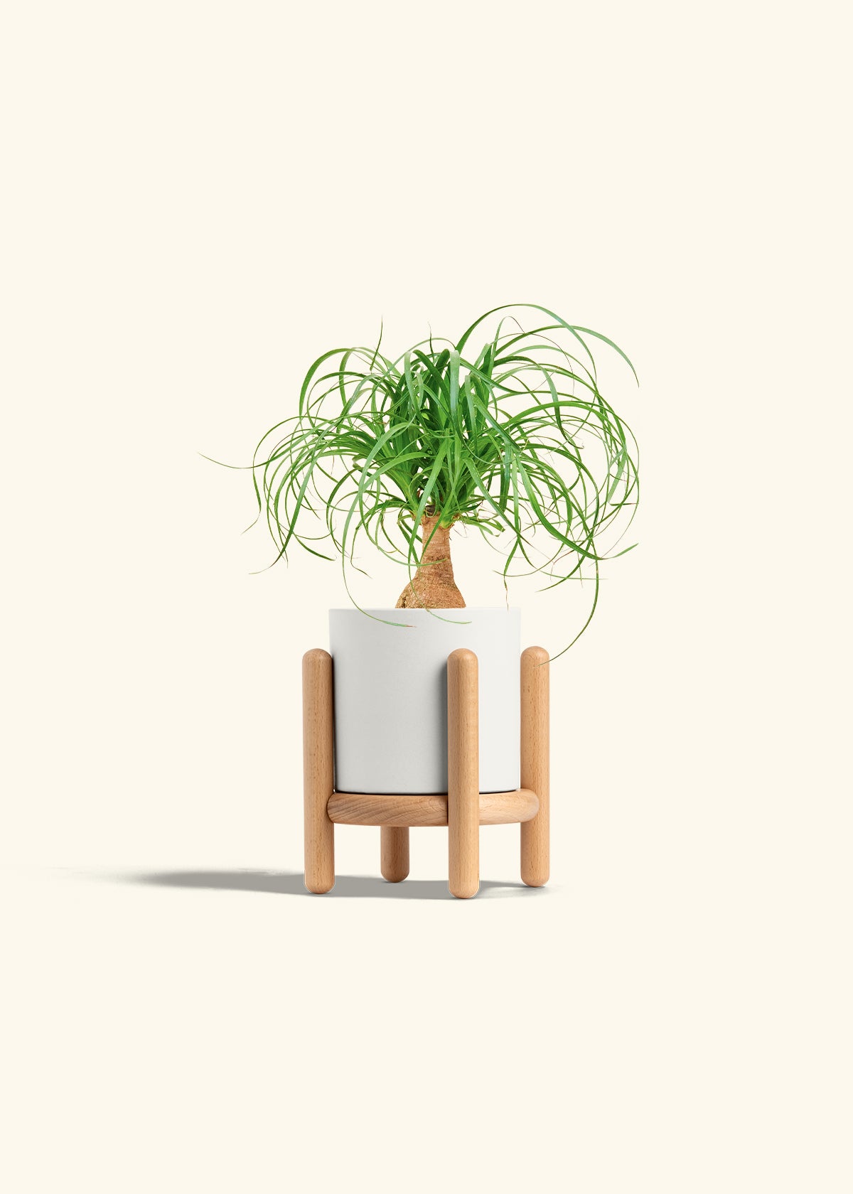 Ponytail Palm in a 4 inches White Classic Cylinder Planter in a Beech Wood Stand