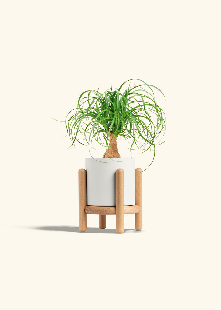 Ponytail Palm in a 4 inches White Classic Cylinder Planter in a Beech Wood Stand